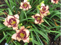 Лилейник гибридный 