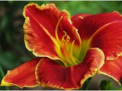 Лилейник гибридный 