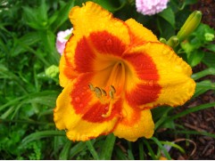 Лилейник гибридный 