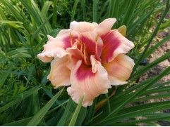 Лилейник гибридный 