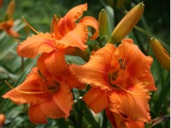 Лилейник гибридный 