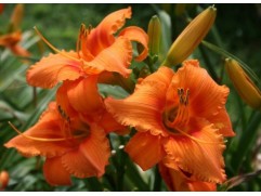 Лилейник гибридный 