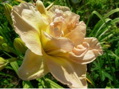 Лилейник гибридный 