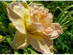 Лилейник гибридный 