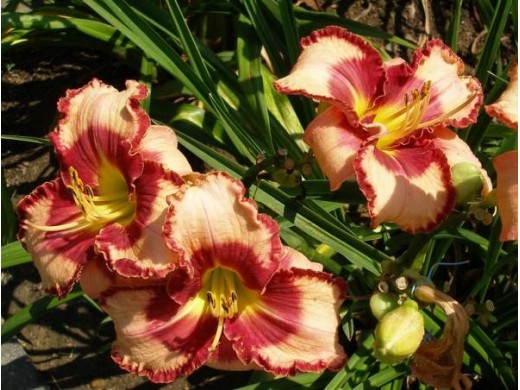 Лилейник гибридный Лилейник гибридный