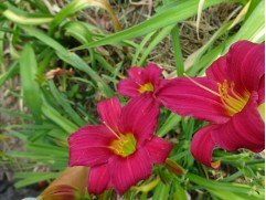 Лилейник гибридный 