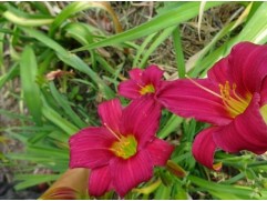 Лилейник гибридный 