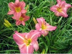 Лилейник гибридный 