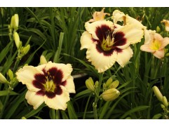 Лилейник гибридный 