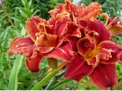 Лилейник гибридный 