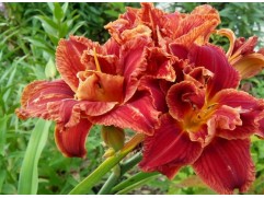 Лилейник гибридный 