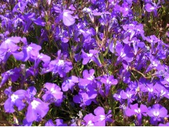 Лобелия ампельная 