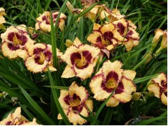 Лилейник гибридный 