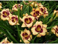 Лилейник гибридный 