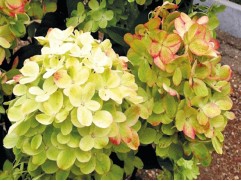 Гортензия метельчатая 