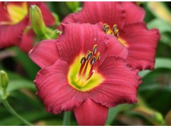 Лилейник гибридный 