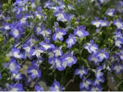 Лобелия  ампельная 