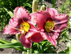 Лилейник гибридный 