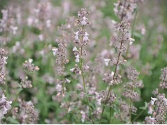 Котовник кистевидный 