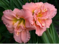 Лилейник гибридный 