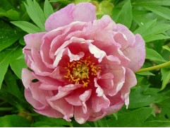 Пион Ито-гибрид 