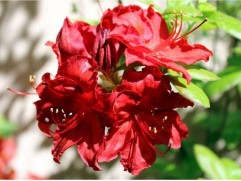 Рододендрон листопадный 