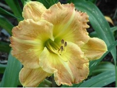 Лилейник гибридный 