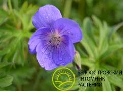 Герань гибридная 