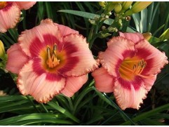 Лилейник гибридный 