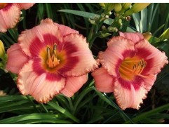 Лилейник гибридный 