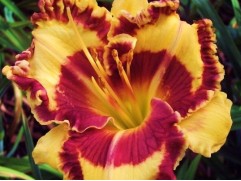 Лилейник гибридный 