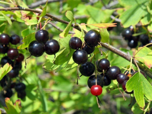 Йошта (Контейнер 2,0л.) Йошта (Контейнер 2,0л.)