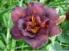 Лилейник гибридный 