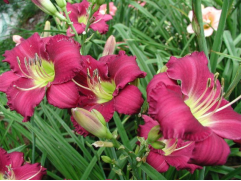 Лилейник гибридный 