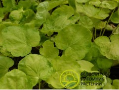 Гейхера гибридная 