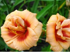 Лилейник гибридный 