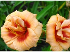 Лилейник гибридный 