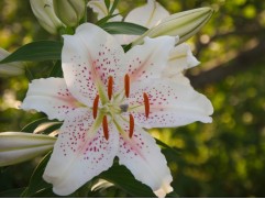 Лилия восточная 