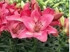 Лилия гибридная 