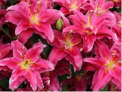 Лилия махровая 