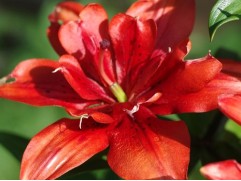 Лилия махровая 