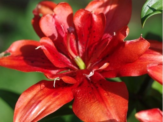 Лилия махровая 