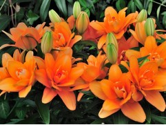 Лилия махровая 