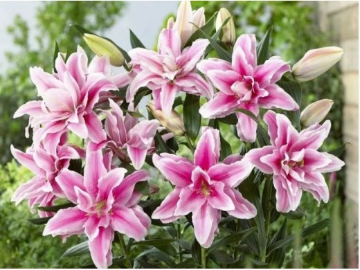 Лилия розовидная Лилия розовидная