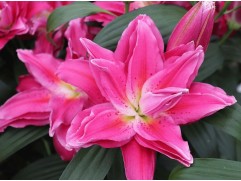 Лилия розовидная 