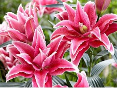 Лилия розовидная 