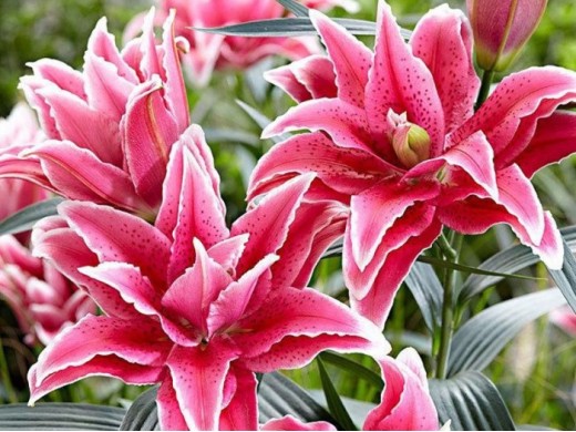 Лилия розовидная Лилия розовидная