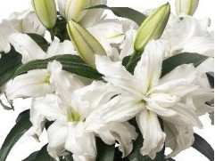 Лилия розовидная 