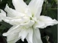 Лилия розовидная 