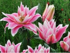 Лилия розовидная 